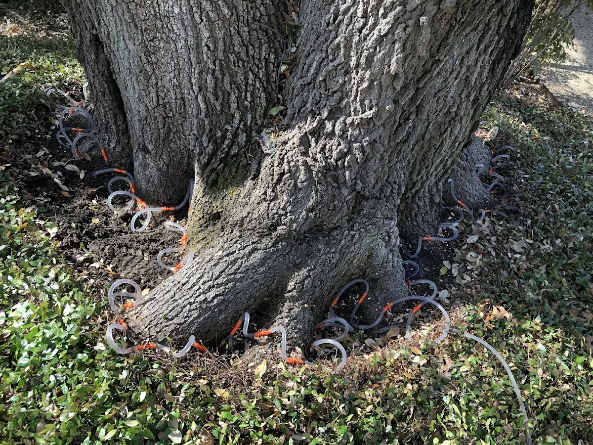 Detailed Tree Cabling and Bracing job site in West Pittsburg