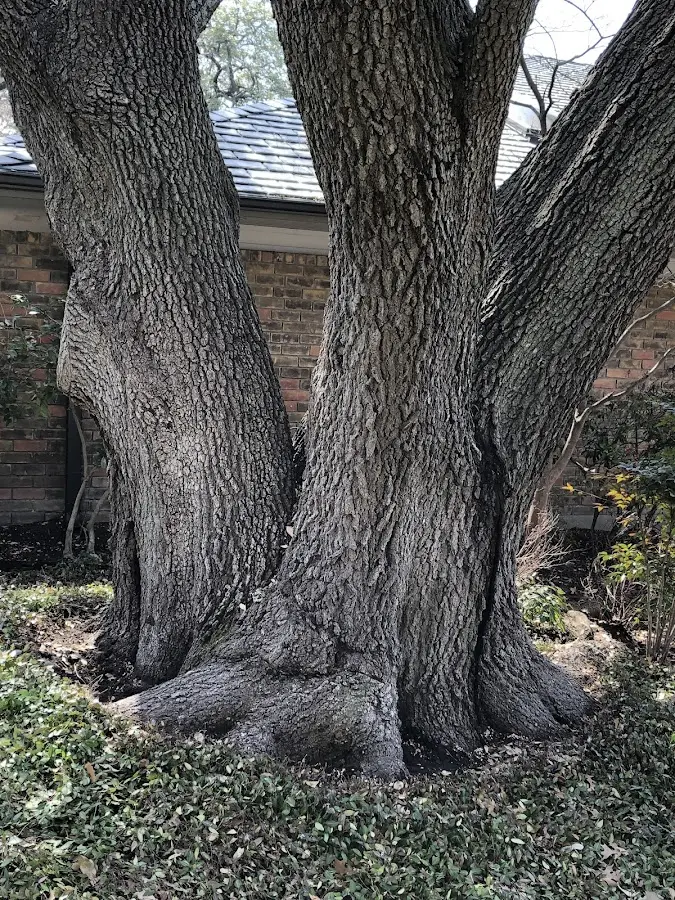 Mature heritage tree close to a West Pittsburg property cared for by certified arborists